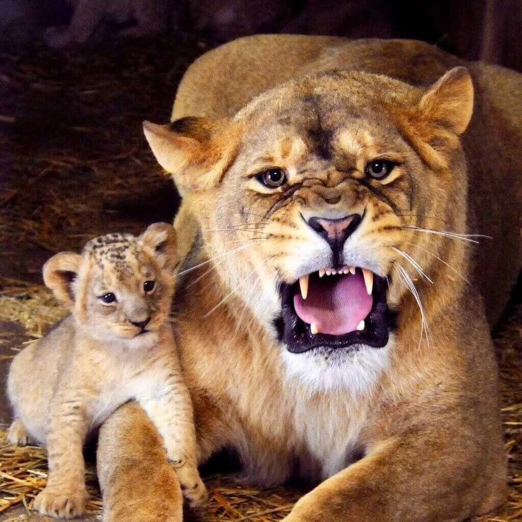 Лев львица и Львенок семья