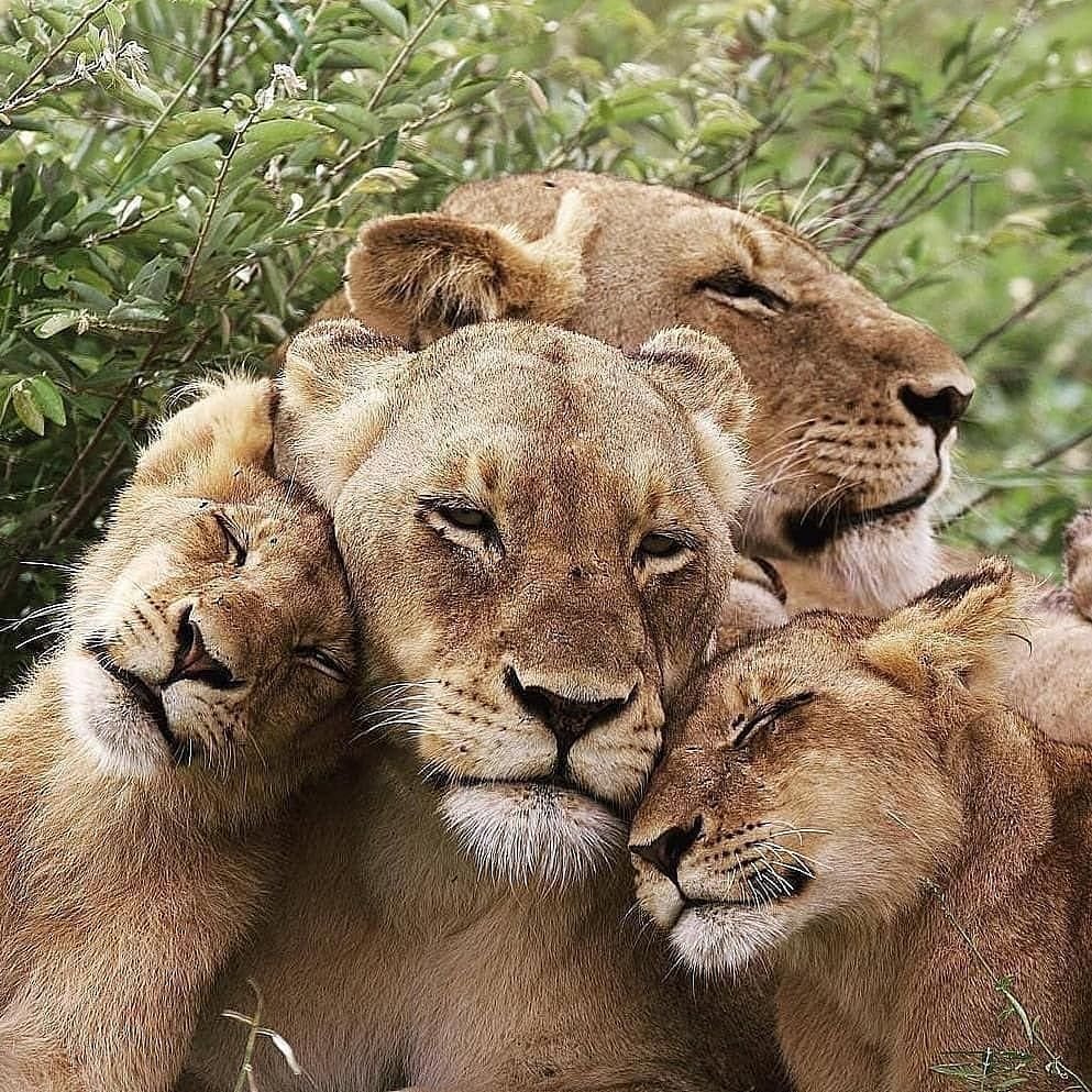 Детеныш Льва