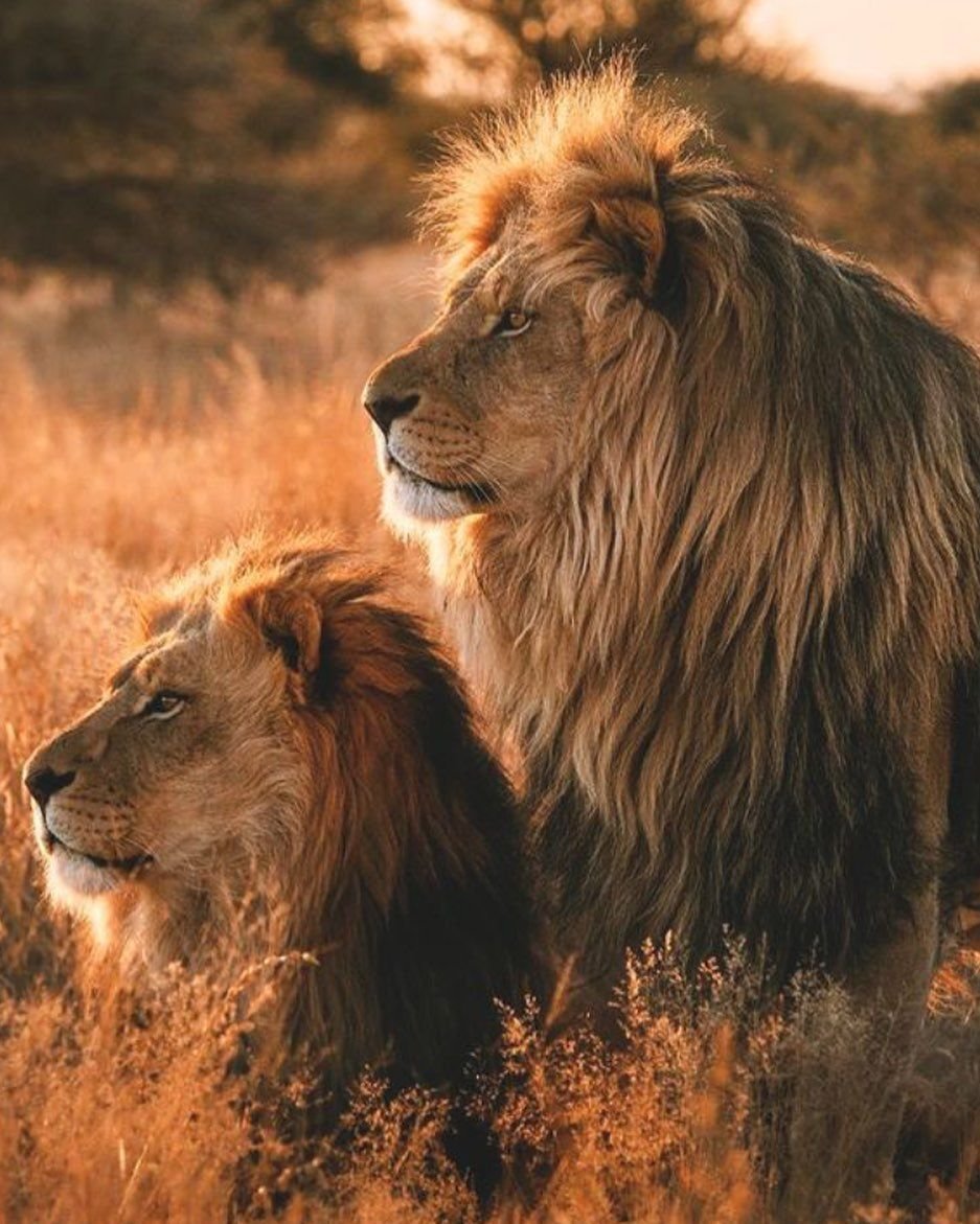 Лев и львица вместе