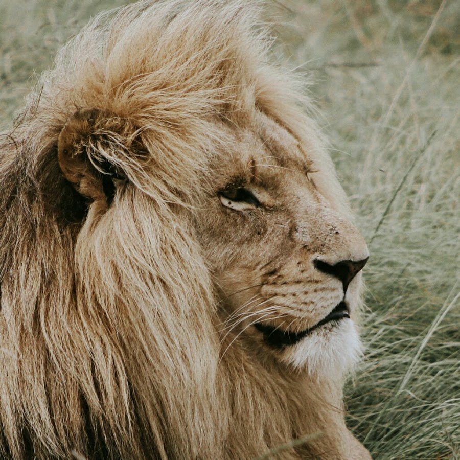 Лев и Львенок