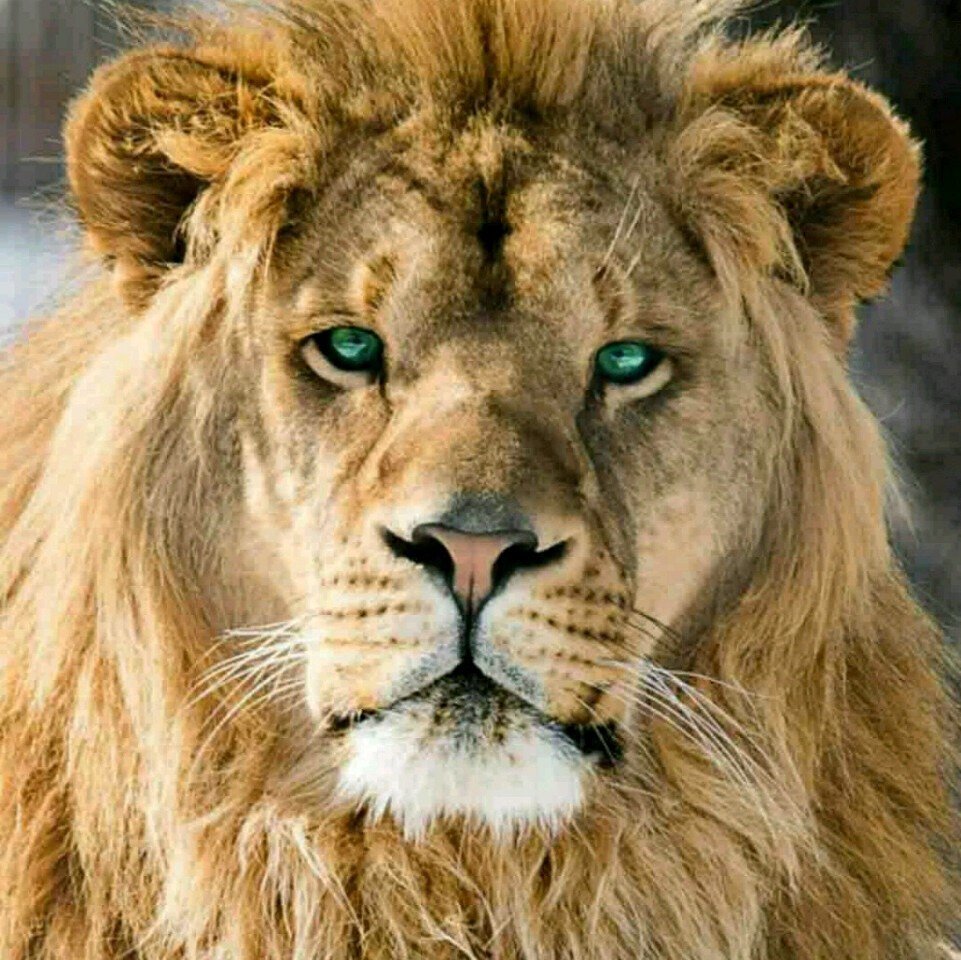 Лев скалит зубы