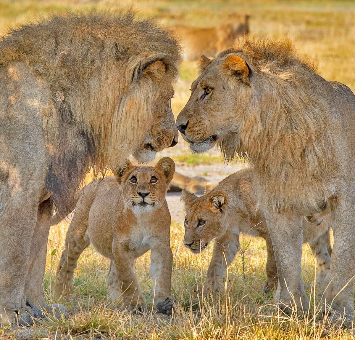 Лев Эстетика