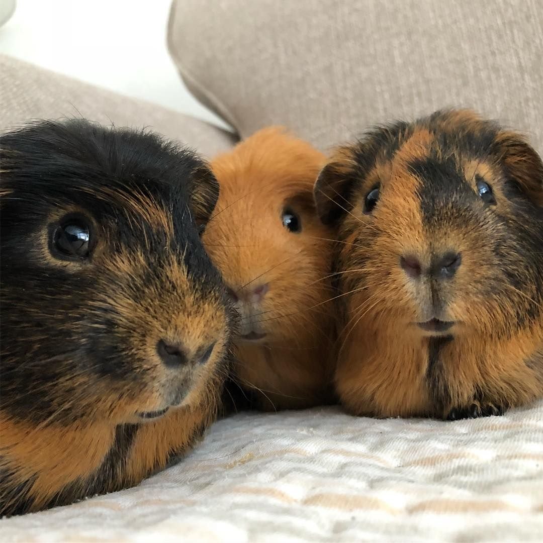 Ангорская морская Свинка рыжая