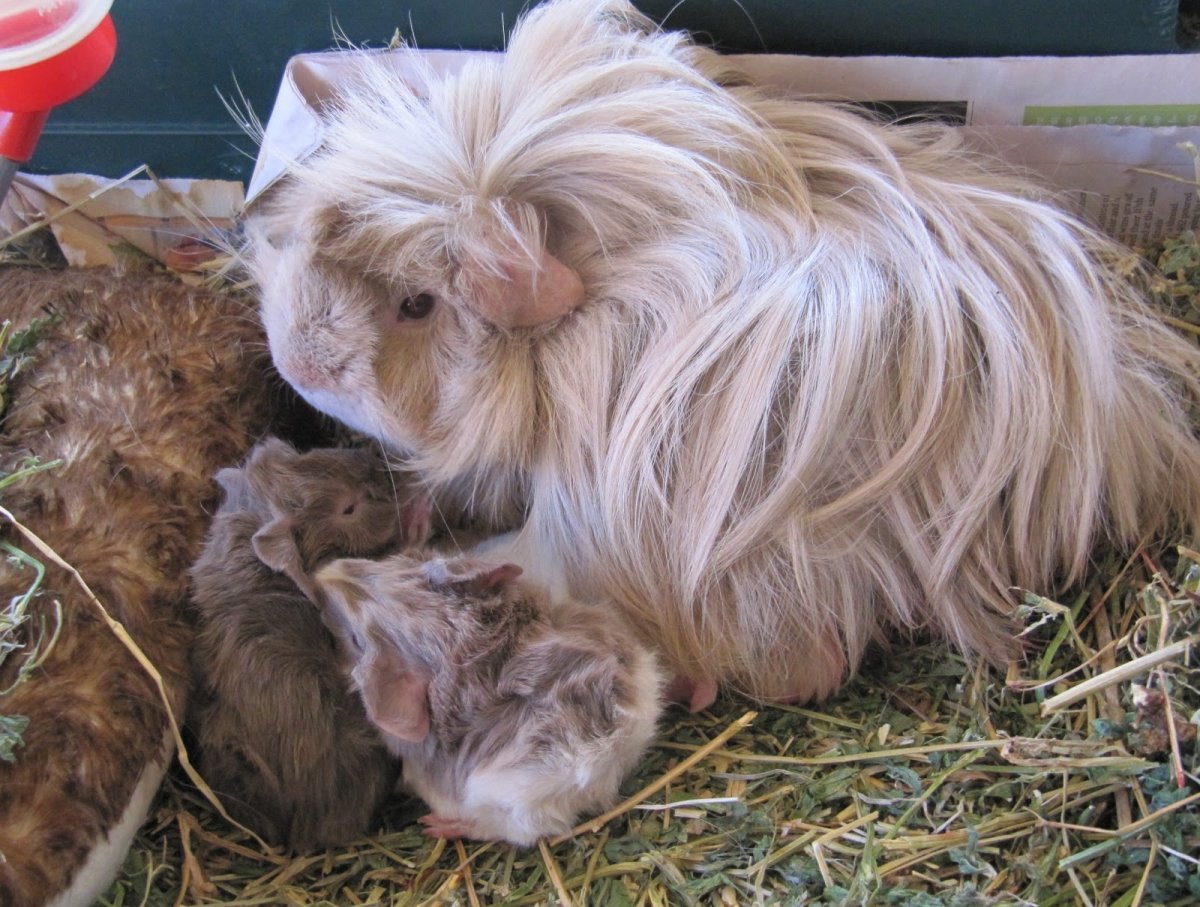 Морская Свинка и еж