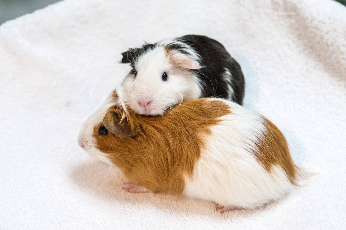 Попкорнинг у морских свинок