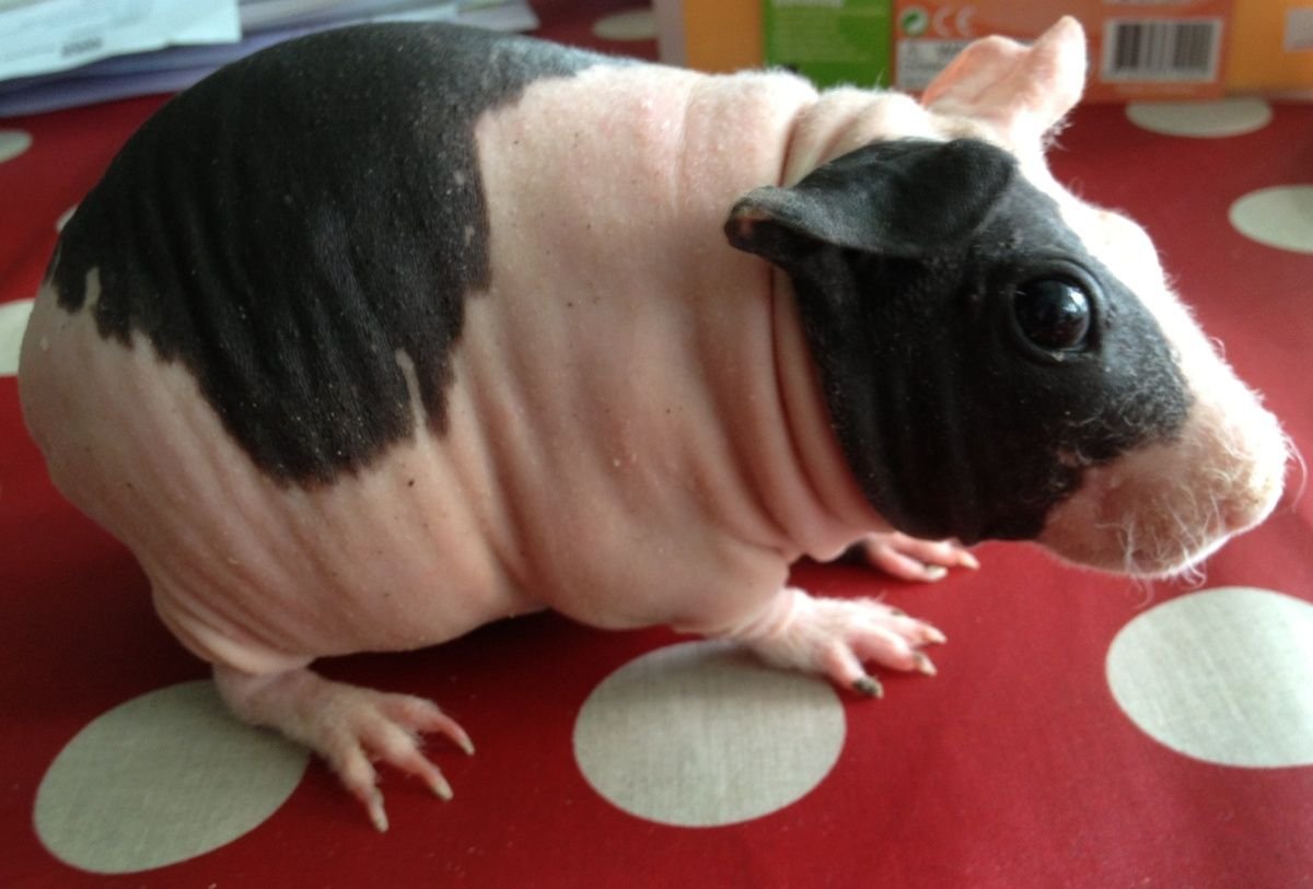 Одежда для морских свинок