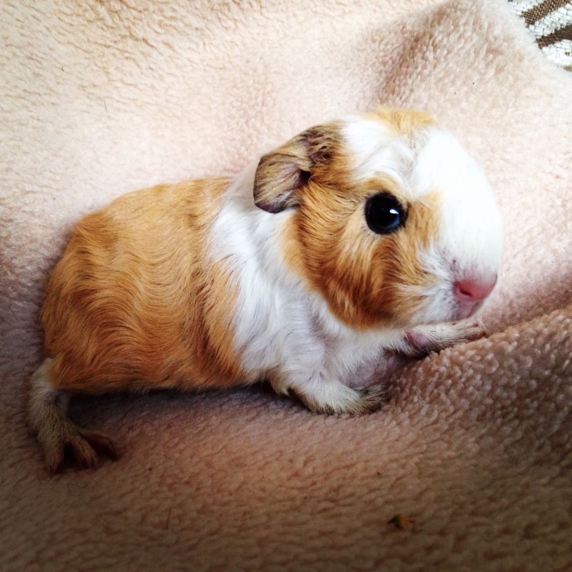 Морская Свинка Тедди малыши