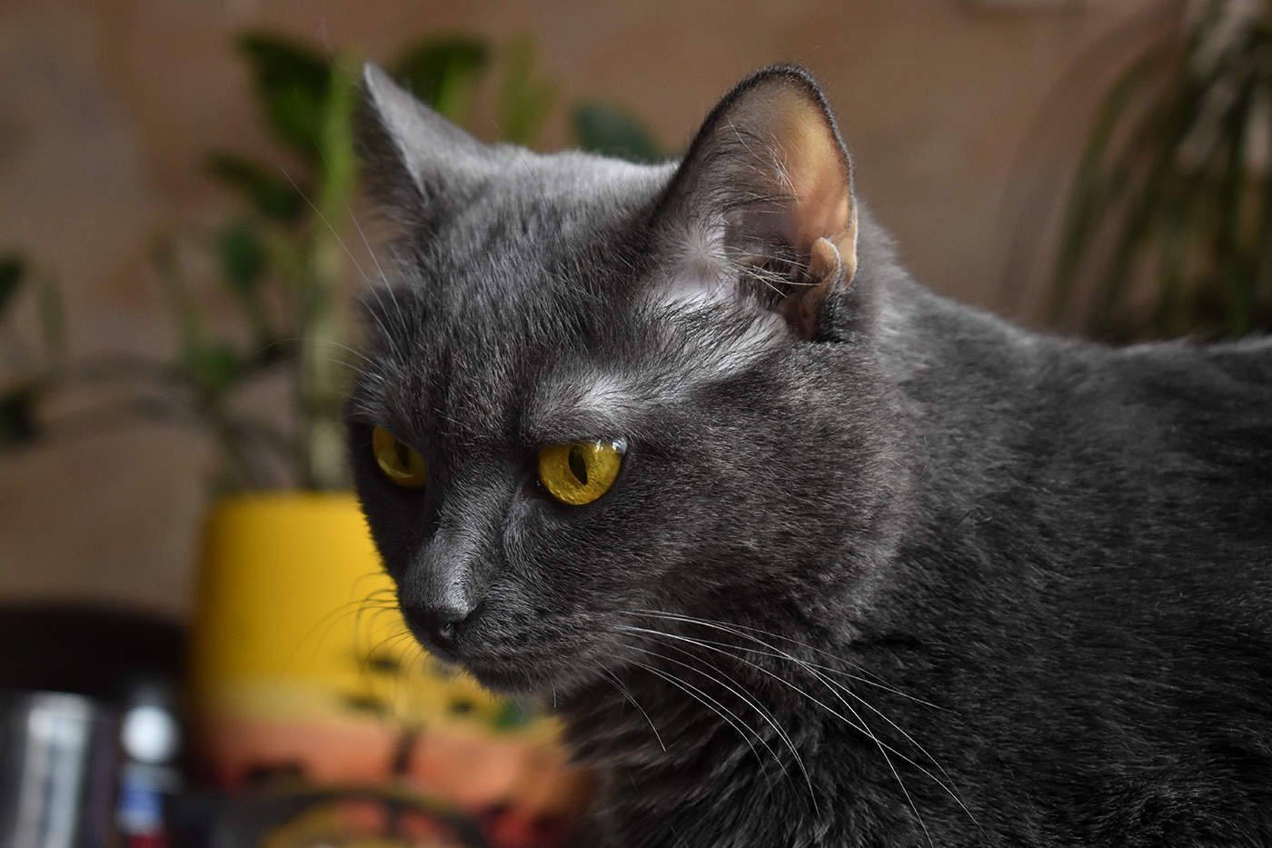 Кошка с желтыми глазами порода. Серый гладкошерстный кот с желтыми глазами. Порода серой кошки с жёлтыми глазами. Серая кошка с желтыми глазами. Серая кошка с оранжевыми глазами.
