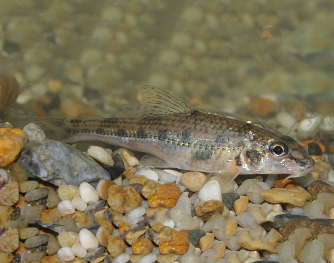 Бубырь пескарь