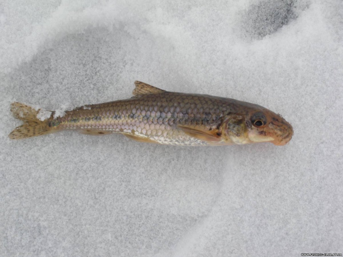 Бубырь рыба