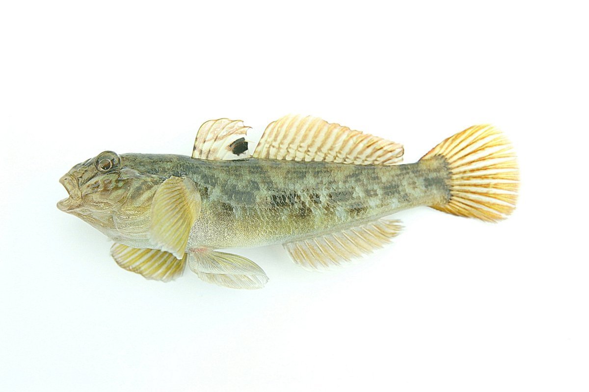 Морской дракон рыба черного моря