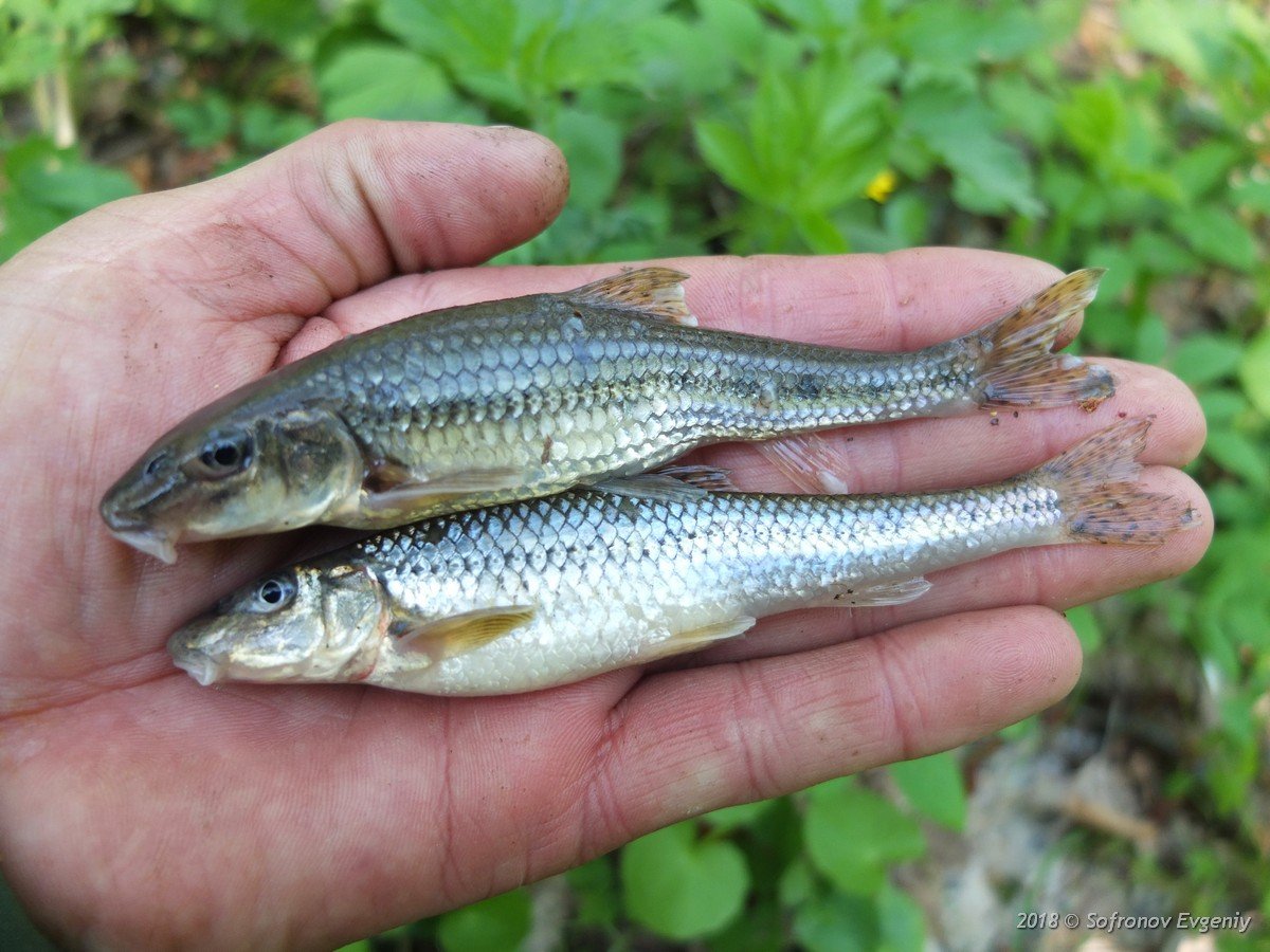 Озерный пескарь