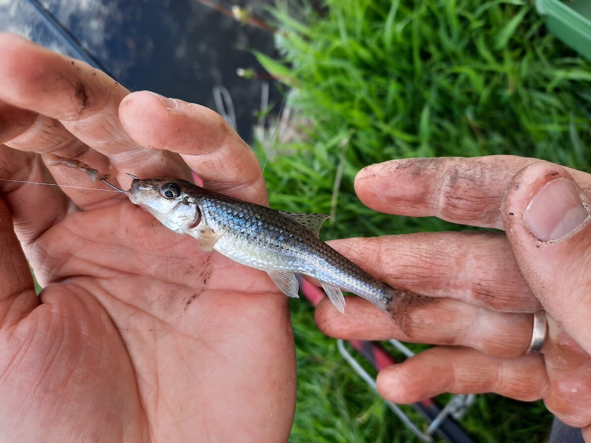 Малек пескаря