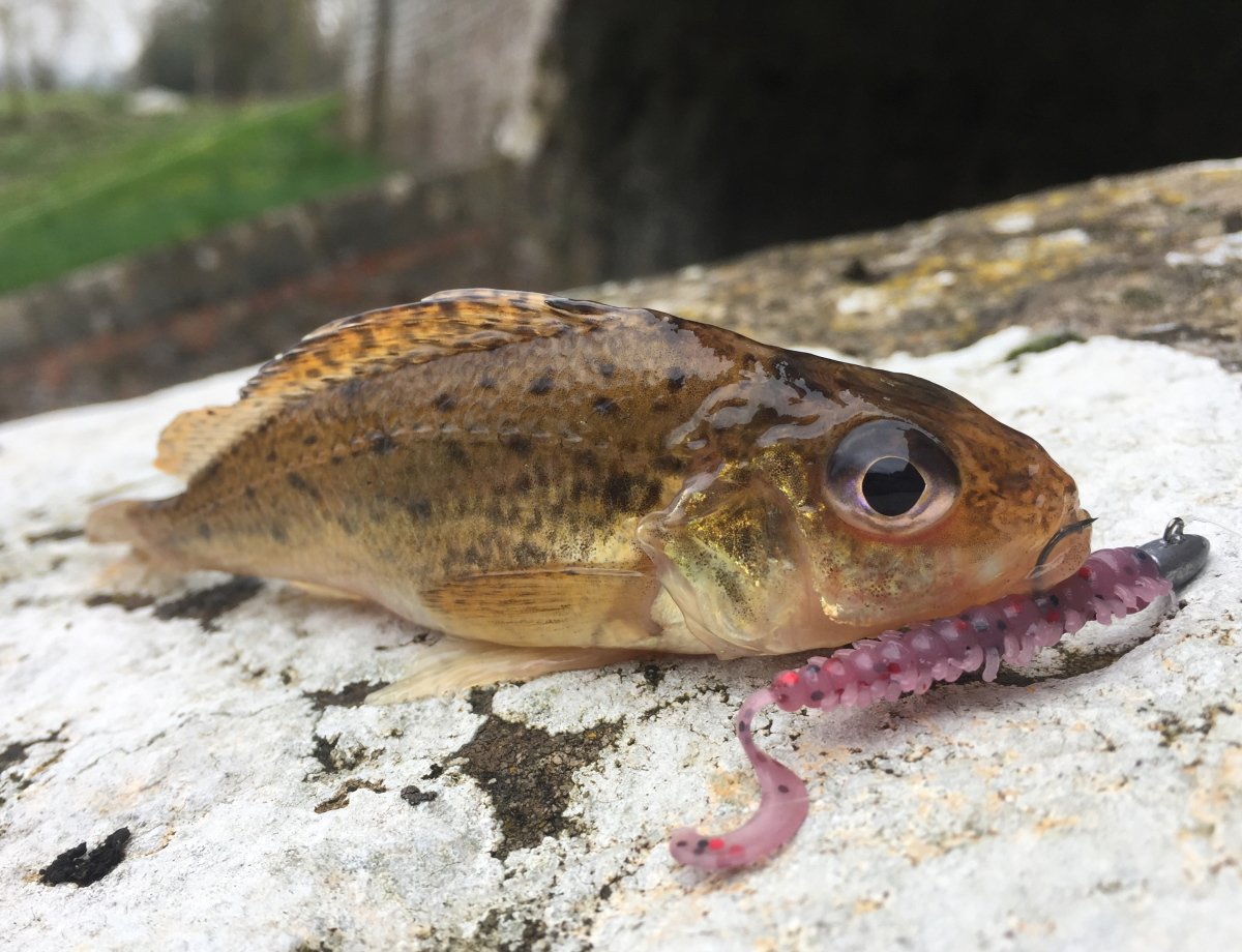 Обыкновенный ёрш