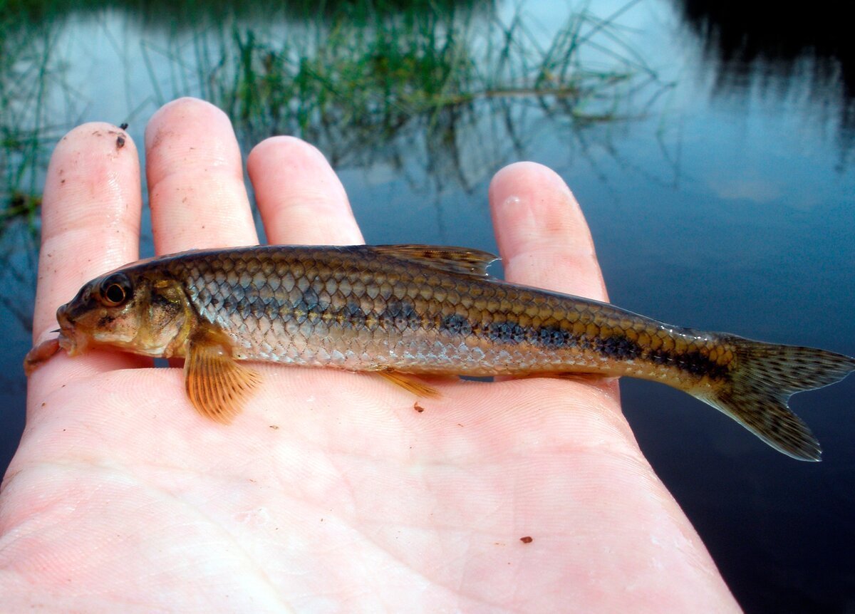 Бубырь пескарь