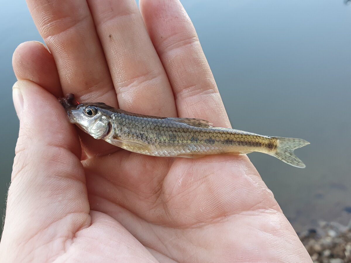 Речной гольян пескарь