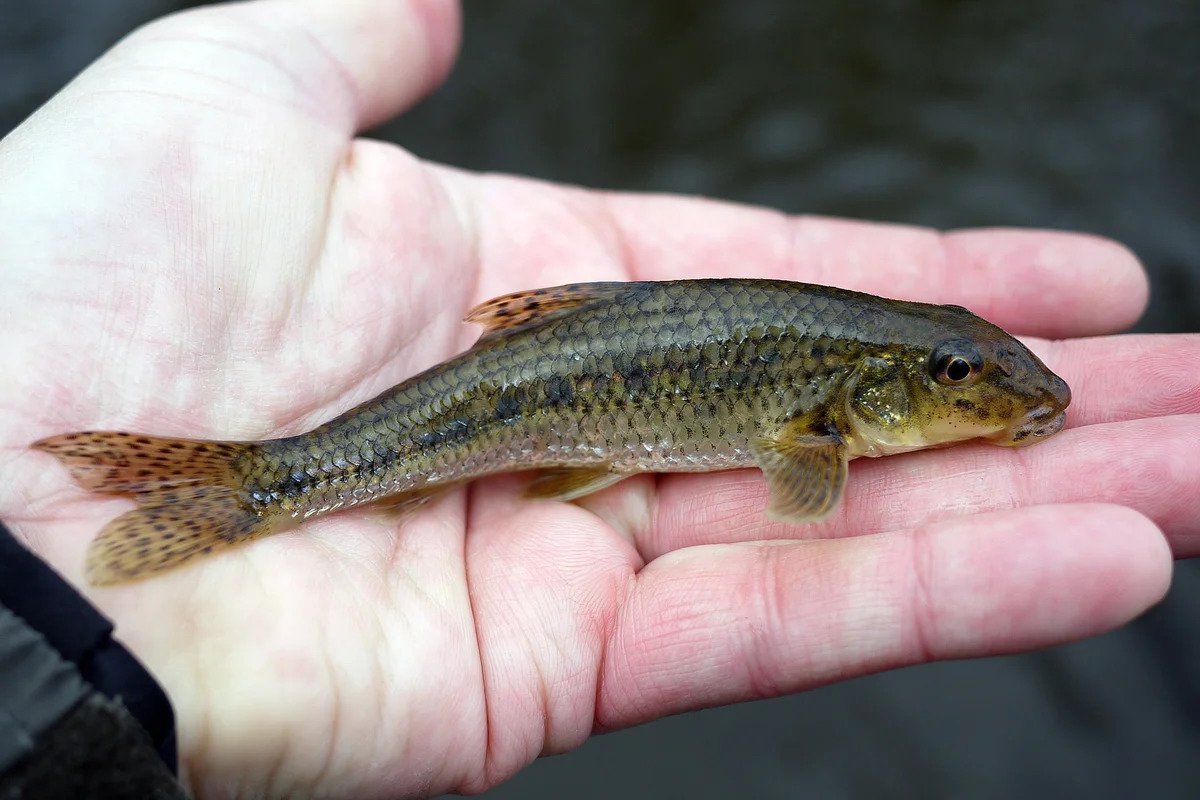 Барабуля султанка