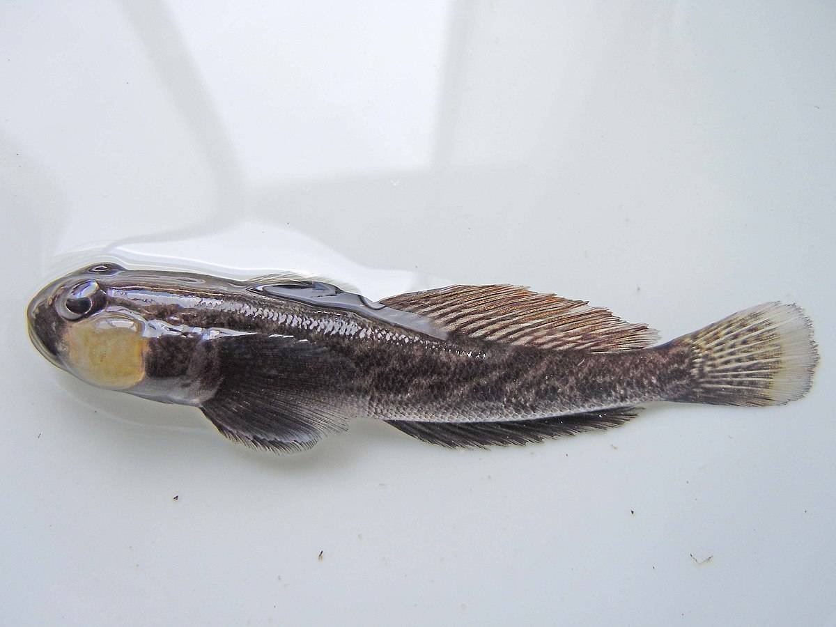 Бычок-кругляк (Neogobius melanostomus)