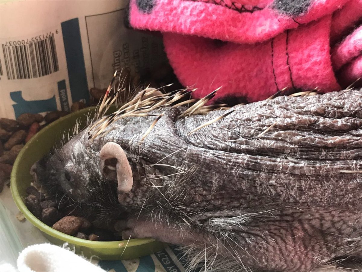 Домашний лысый Ёжик