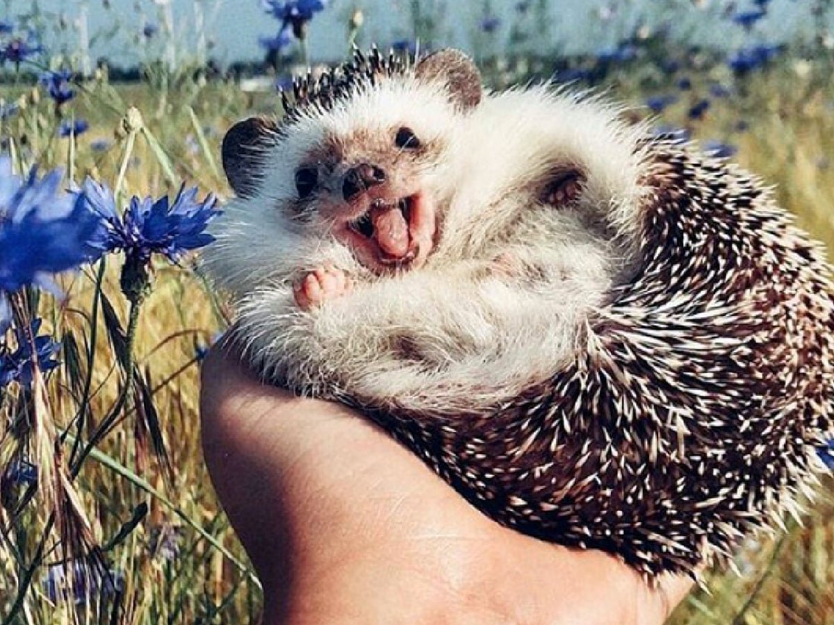 День лысых ежиков