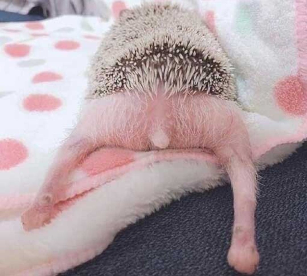 Живот ежика