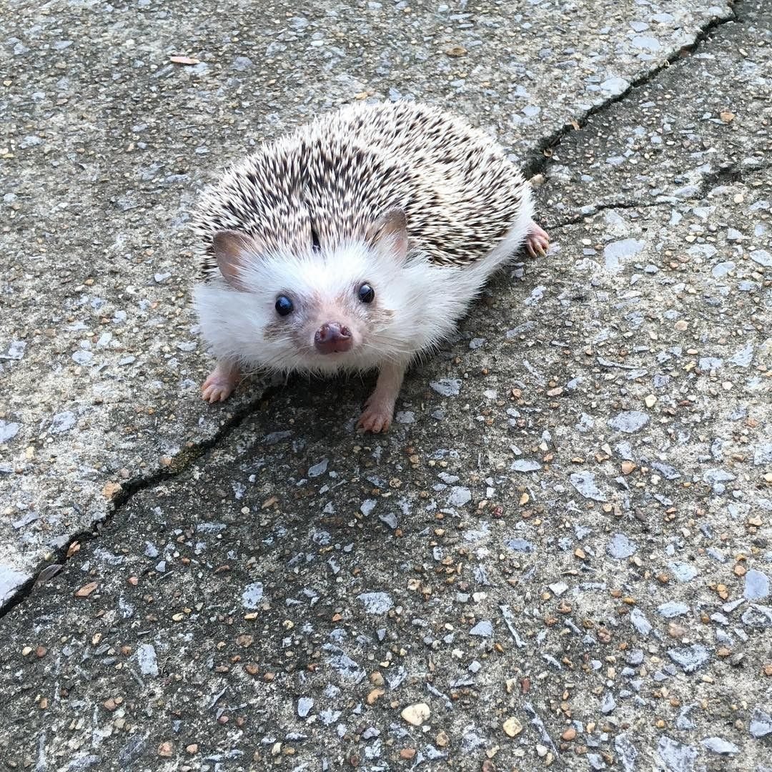 Колючий ёж прикол