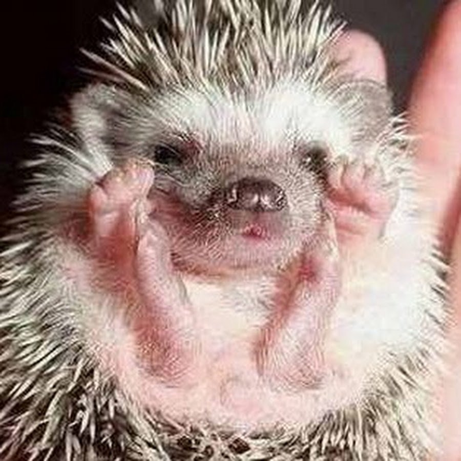 Пяточка ежа