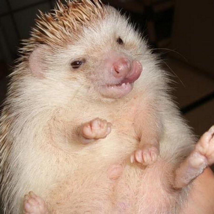 Ежик МУТАНТ