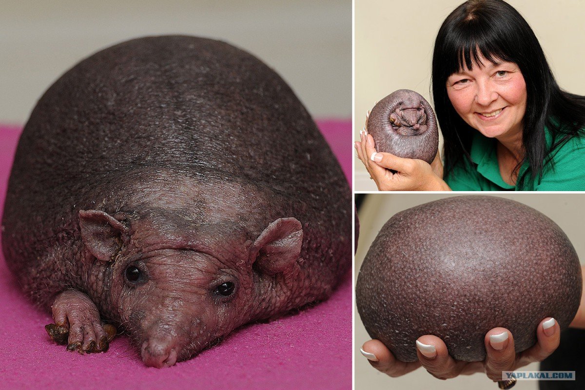 Ежик Нельсон