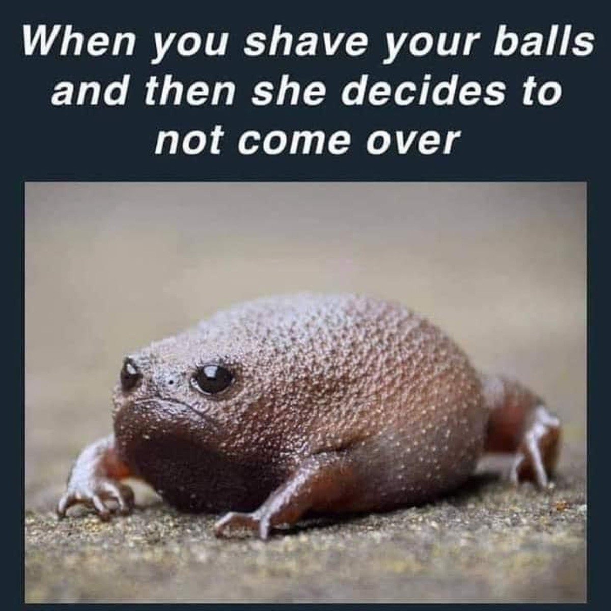 Африканский узкорот лягушка