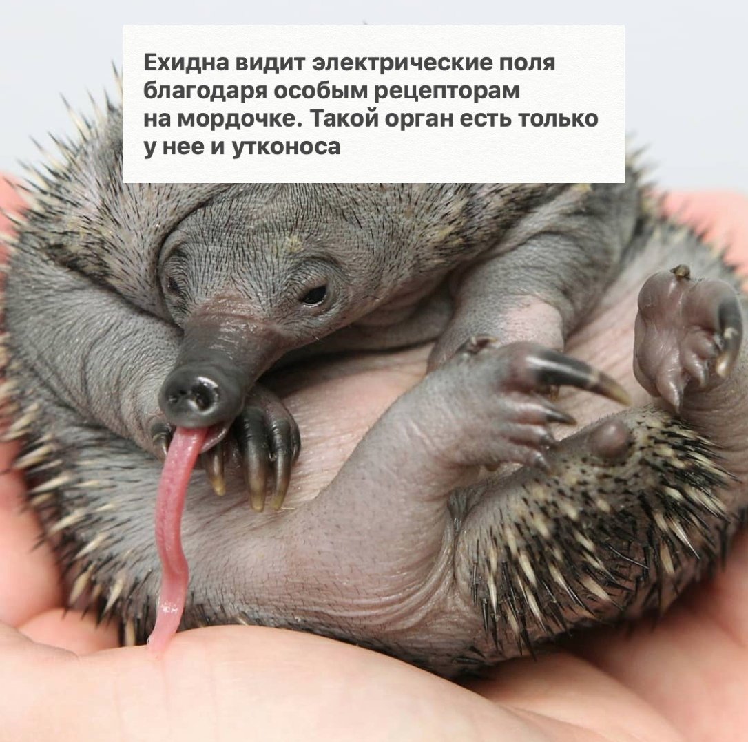 Австралийская ехидна Детеныши