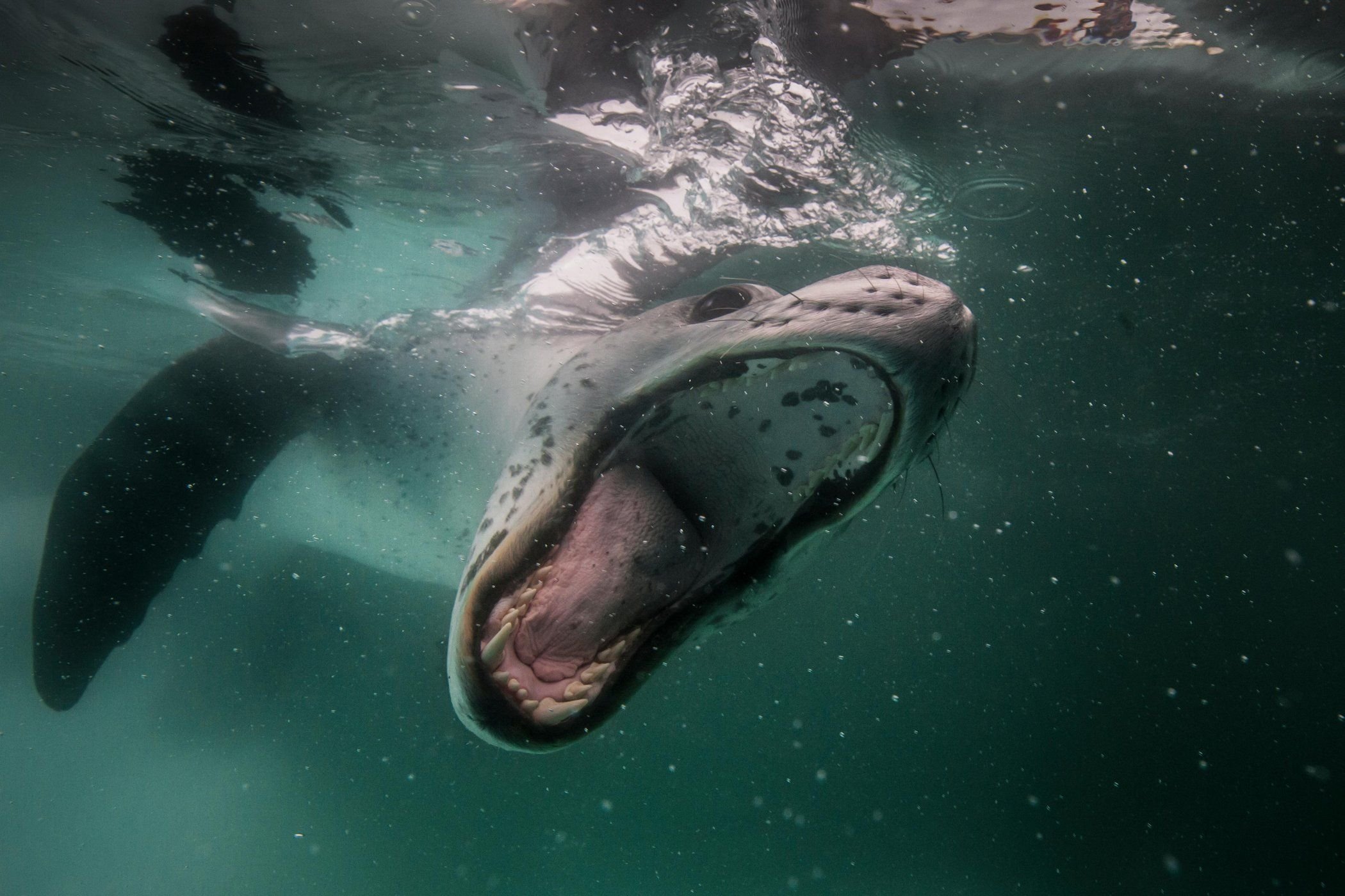 Звук морской глубины. Пасть морского леопарда. Пол Никлен морской леопард. Пасть кита. Кит с открытой пастью.