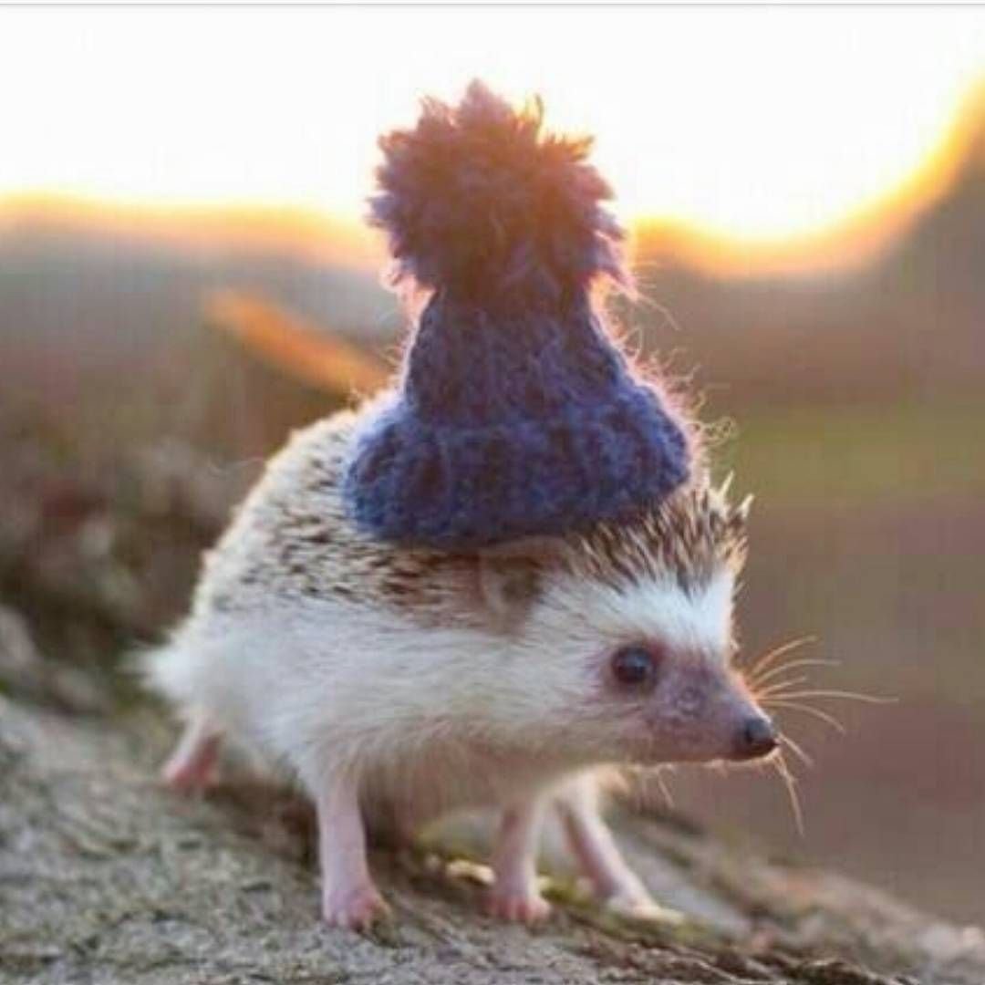 Ежики в четверг