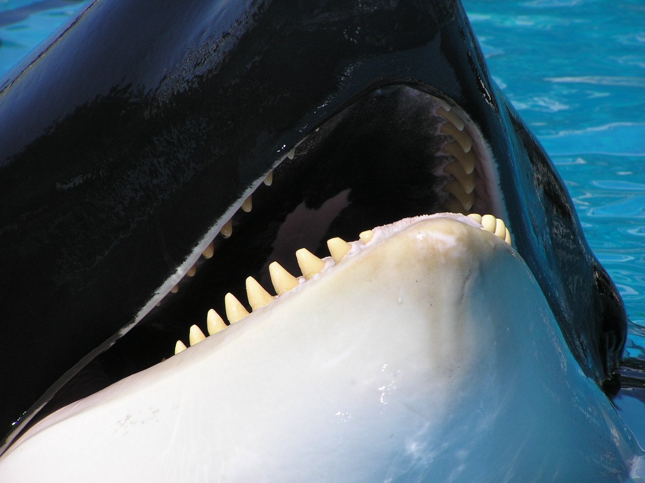 Зубы кашалота фото. Кит Касатка зубы. Китообразные зубатые. Китовый ус синего кита. Челюсть касатки.