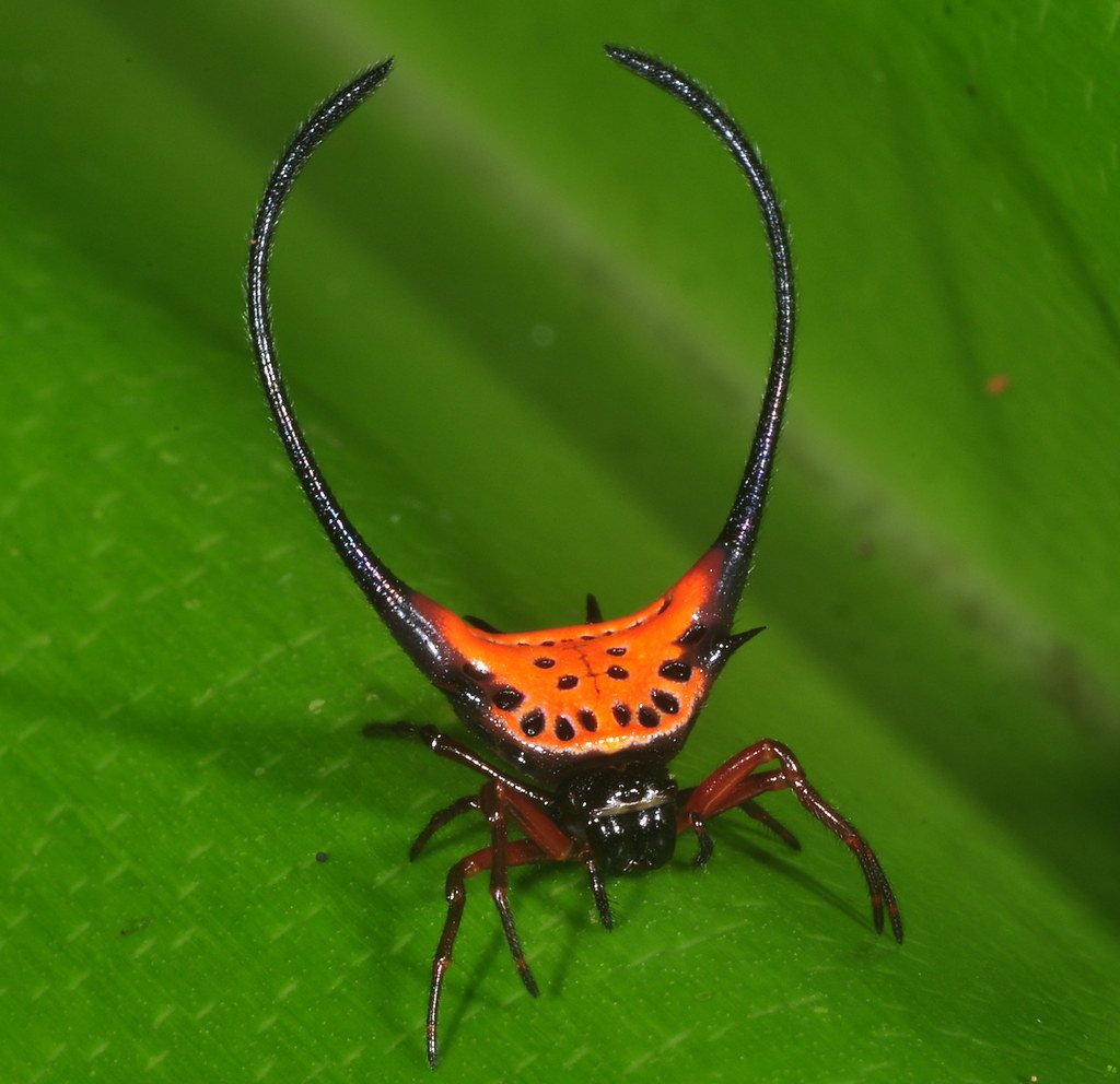 Рогатый паук Gasteracantha arcuata