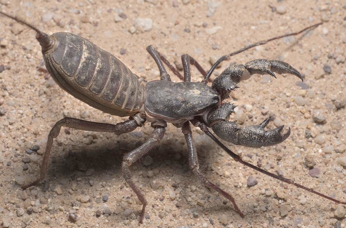 Отряд телифоны (Uropygi)