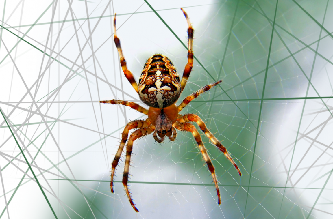 Беспозвоночные животные пауки