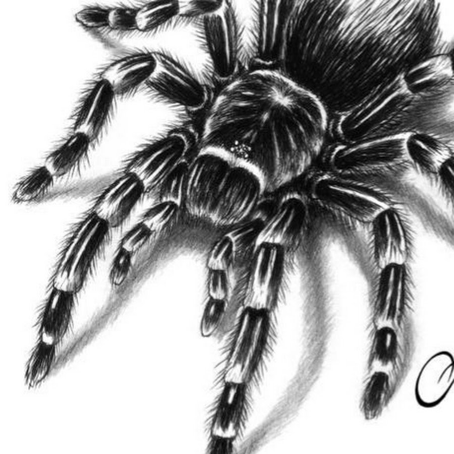 Паук рисунок