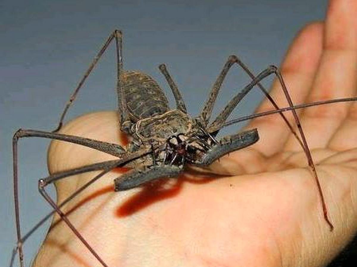 Фрин Гарри Поттер