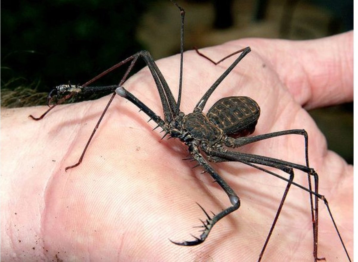 Tailless Whip Scorpion
