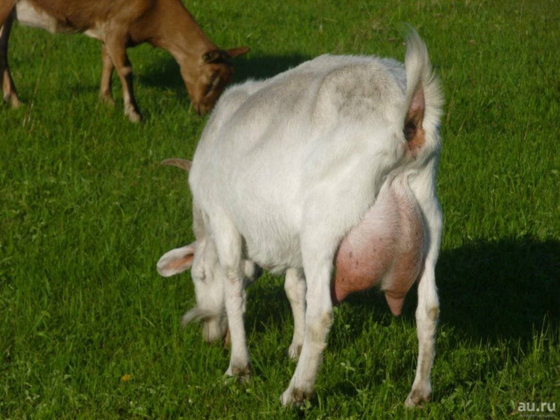 Молочная коза порода зааненская