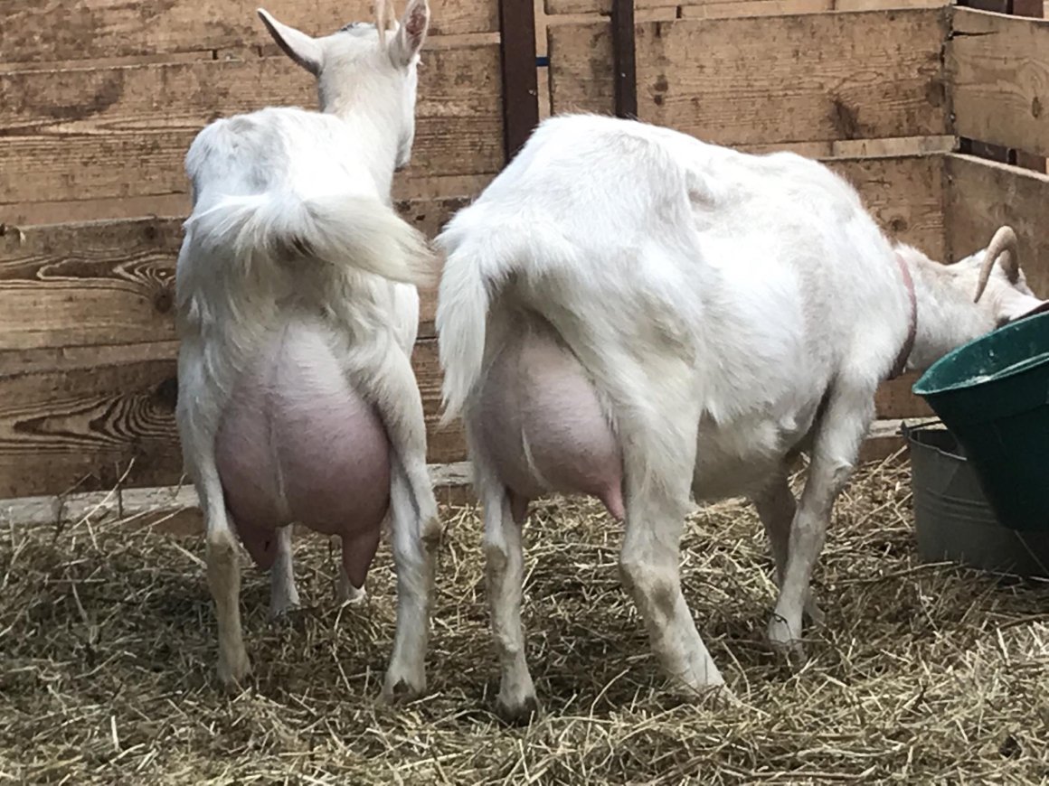 КФХ Мартин дойные козы