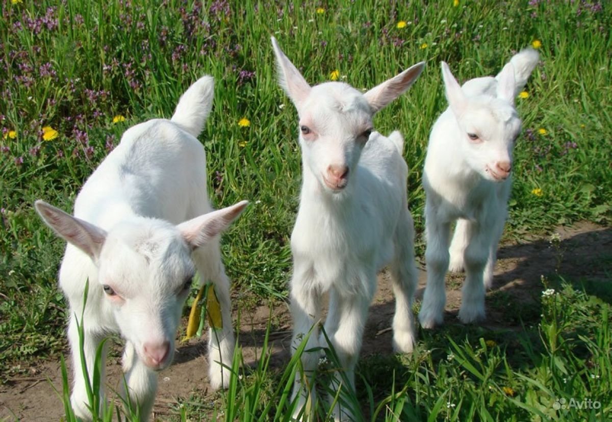 Коза дойная зааненская молочная