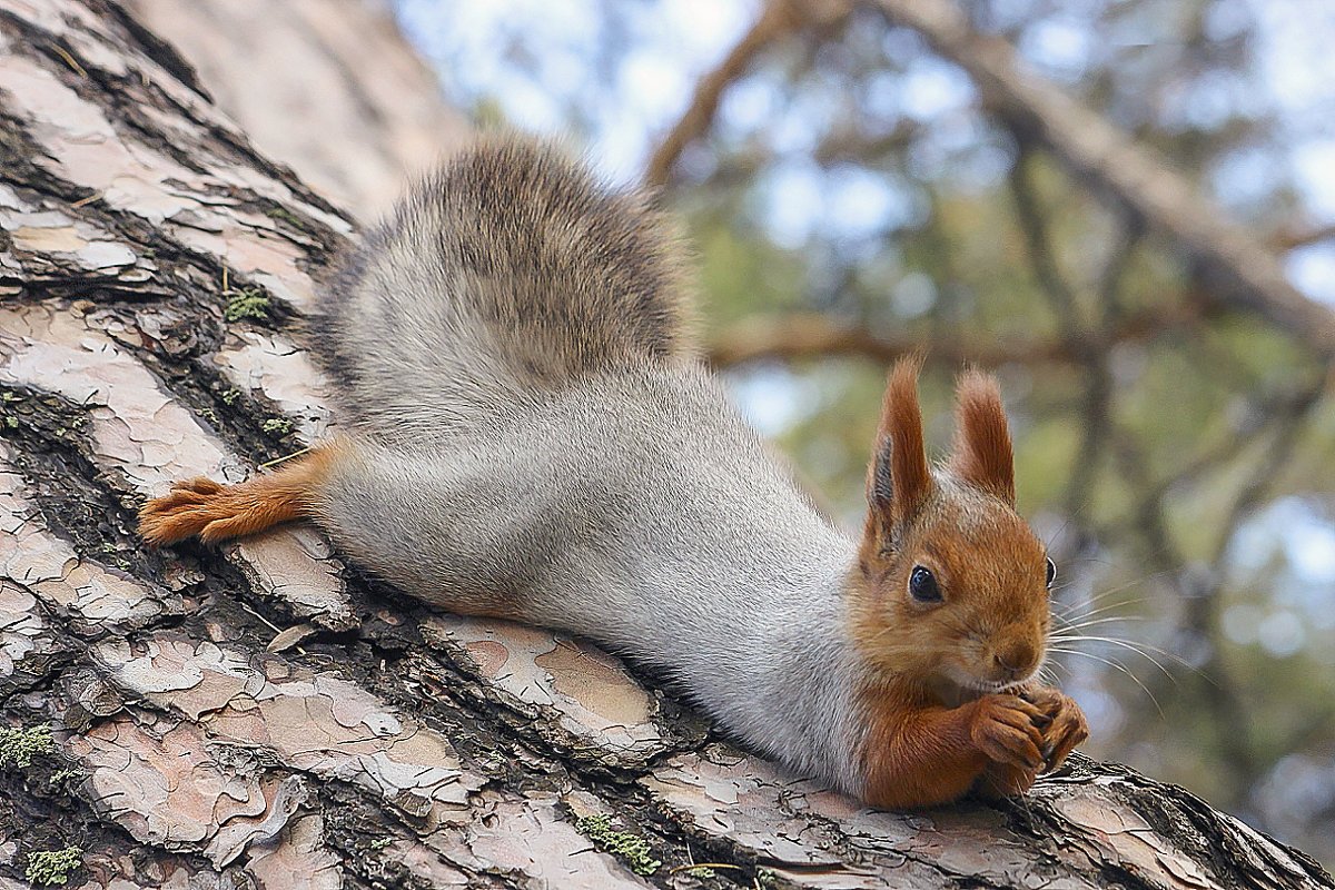 Белка Алтайская телеутка
