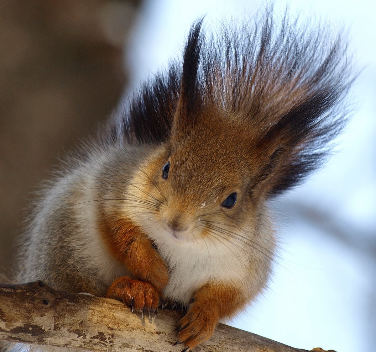 Белка телеутка