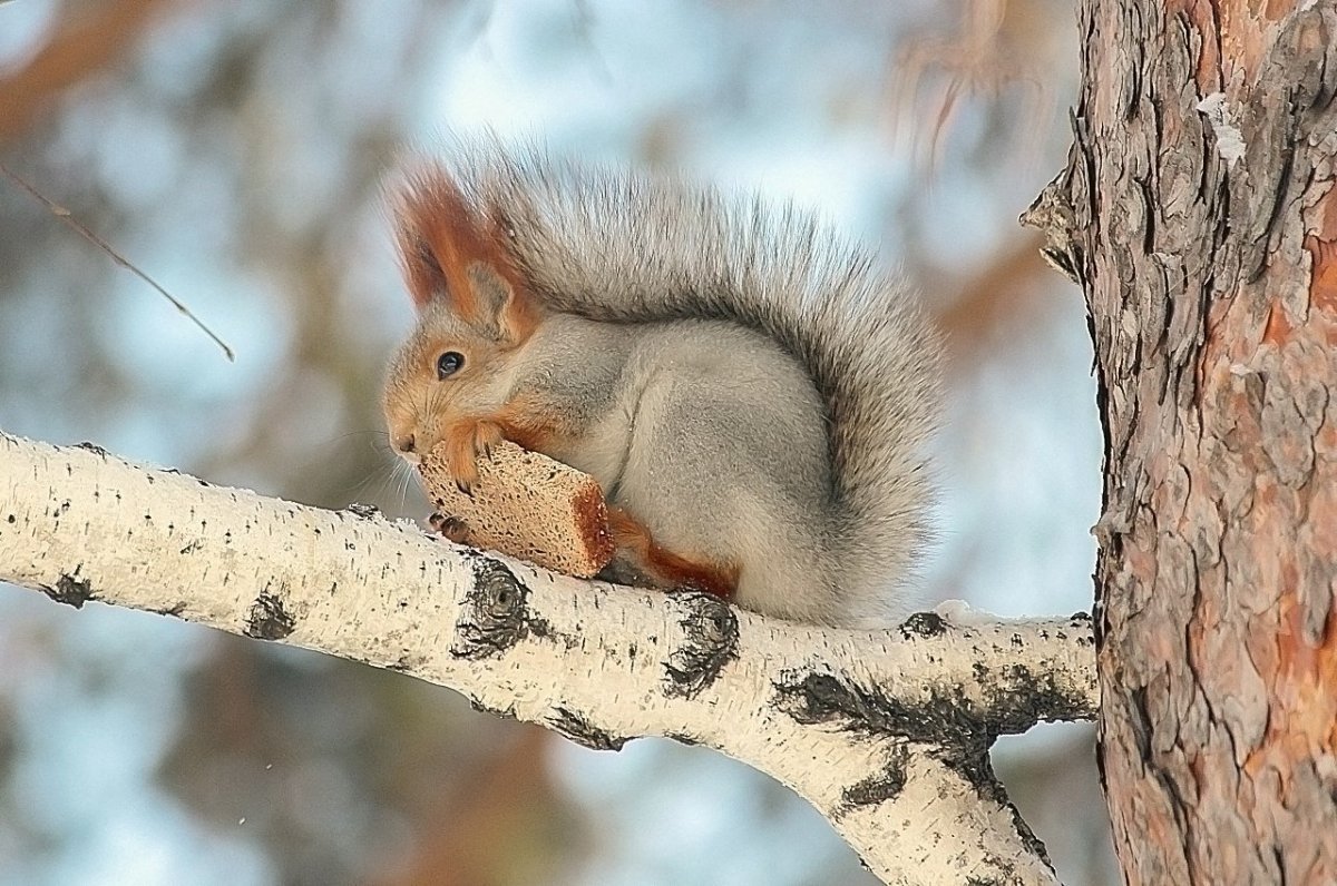 Белка Сибирская «телеутка»