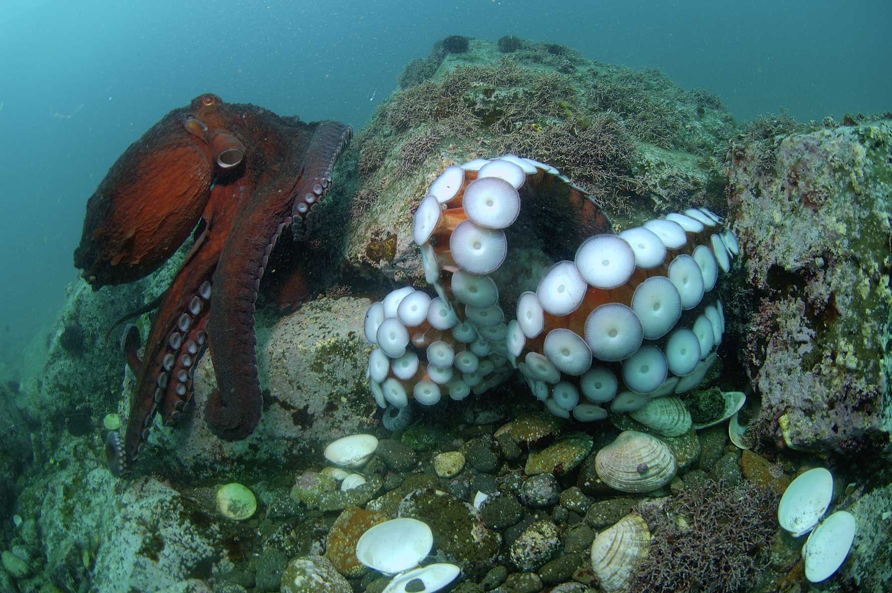 Головоногие осьминог. Спрут головоногий моллюск. Осьминог Дофлейна гигантский. Самый большой головоногий моллюск в мире. Беспозвоночные морские животные.