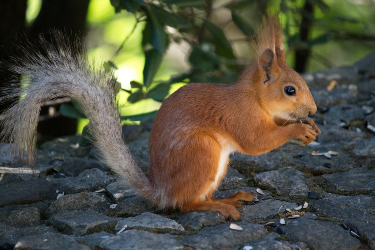 Белка Алтайская телеутка