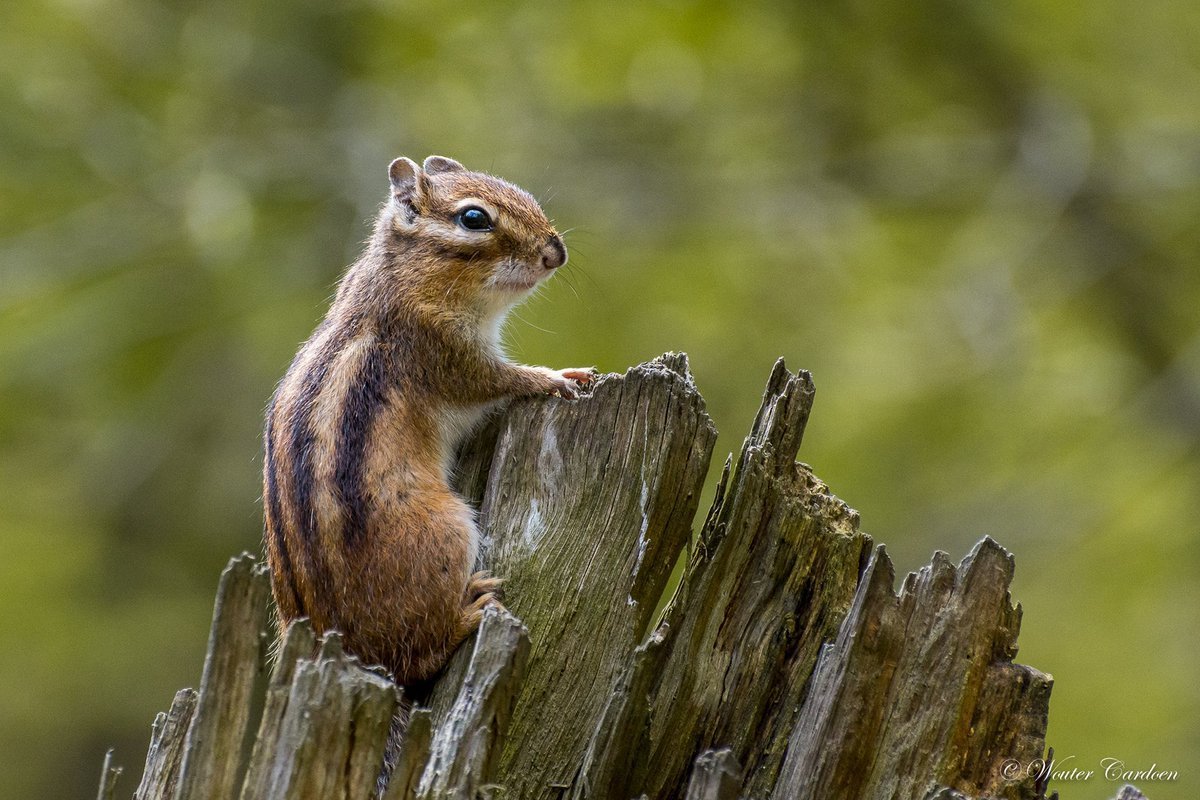 Рыжехвостый бурундук