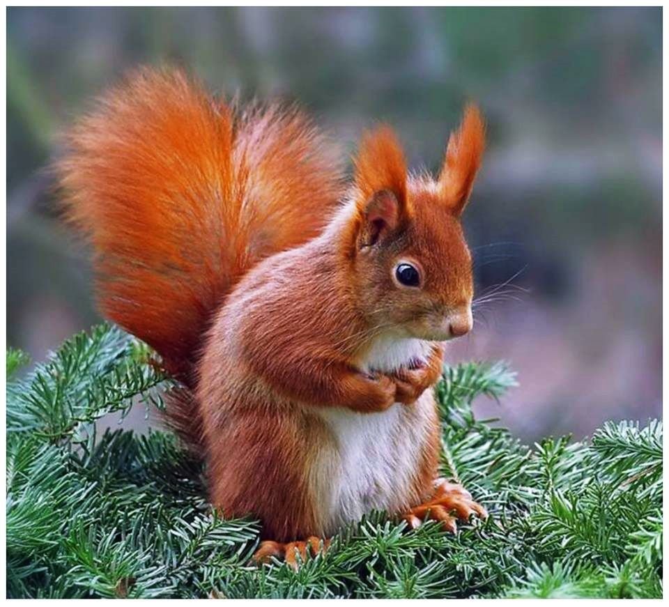 Рыжий Бельчонок